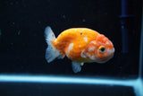 Ranchu  Sakura 3 Inch (ID#1008R5c-78) Free2Day SHIPPING