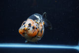 Jumbo Milk Cow Ranchu  Calico 4.5 Inch (ID#1224R9a-99)