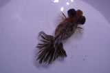 Butterfly  Calico 3.5 Inch (ID#228B8b-47) Free2Day SHIPPING