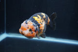 Milk Cow Ranchu  Calico 4 Inch (ID#1227R10c-86) Free2Day SHIPPING