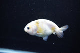 Baby Ranchu  Calico 3 Inch (ID#1112R9c-35) Free2Day SHIPPING