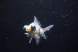 Butterfly  Calico 3.5 Inch (ID#328B8b-40) Free2Day SHIPPING