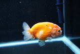 Ranchu  Sakura 3 Inch (ID#1008R5c-78) Free2Day SHIPPING