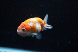 Ranchu  Sakura 3 Inch (ID#1008R5c-78) Free2Day SHIPPING