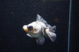 Butterfly  Calico 3.5 Inch (ID#328B8b-40) Free2Day SHIPPING