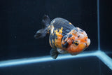 Milk Cow Ranchu  Calico 4 Inch (ID#1227R10c-86) Free2Day SHIPPING