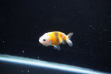 Baby Ranchu  Calico 2.5 Inch (ID#1112R9c-36) Free2Day SHIPPING