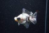 Butterfly  Calico 3.5 Inch (ID#328B8b-40) Free2Day SHIPPING