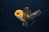 Juvenile Thai Oranda  Tricolor 3.5 Inch (ID#404T13b-62) Free2Day SHIPPING