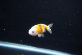 Baby Ranchu  Calico 2.5 Inch (ID#1112R9c-36) Free2Day SHIPPING