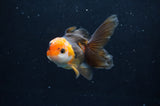 Juvenile Thai Oranda  Tricolor 3.5 Inch (ID#404T13b-62) Free2Day SHIPPING