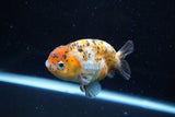 Ranchu  Calico 3.5 Inch (ID#1008R5c-79) Free2Day SHIPPING