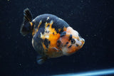 Jumbo Milk Cow Ranchu  Calico 4.5 Inch (ID#1224R9a-99)