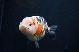 Milk Cow Ranchu  Calico 4.5 Inch (ID#1227R10c-87) Free2Day SHIPPING