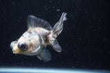 Butterfly  Calico 3.5 Inch (ID#328B8b-40) Free2Day SHIPPING