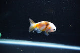 Baby Ranchu  Calico 2.5 Inch (ID#1112R9c-36) Free2Day SHIPPING