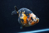 Jumbo Milk Cow Ranchu  Calico 4.5 Inch (ID#1224R9a-99)