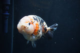 Milk Cow Ranchu  Calico 4.5 Inch (ID#1227R10c-87) Free2Day SHIPPING