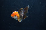 Juvenile Thai Oranda  Tricolor 3.5 Inch (ID#404T13b-62) Free2Day SHIPPING