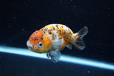 Ranchu  Calico 3.5 Inch (ID#1008R5c-79) Free2Day SHIPPING