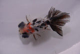 Butterfly  Calico 3.5 Inch (ID#1129B8b-54) Free2Day SHIPPING