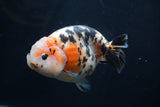 Milk Cow Ranchu  Calico 4.5 Inch (ID#1227R10c-87) Free2Day SHIPPING