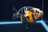 Jumbo Milk Cow Ranchu  Calico 4.5 Inch (ID#1224R9a-99)