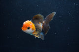 Juvenile Thai Oranda  Tricolor 3.5 Inch (ID#404T13b-62) Free2Day SHIPPING