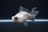 Butterfly  Calico 3.5 Inch (ID#328B8b-40) Free2Day SHIPPING