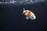 Baby Ranchu  Calico 2.5 Inch (ID#1112R9c-36) Free2Day SHIPPING