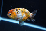 Ranchu  Calico 3.5 Inch (ID#1008R5c-79) Free2Day SHIPPING