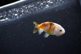 Baby Ranchu  Calico 2.5 Inch (ID#1112R9c-36) Free2Day SHIPPING