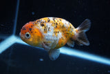 Ranchu  Calico 3.5 Inch (ID#1008R5c-79) Free2Day SHIPPING