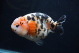 Milk Cow Ranchu  Calico 4.5 Inch (ID#1227R10c-87) Free2Day SHIPPING