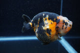 Jumbo Milk Cow Ranchu  Calico 4.5 Inch (ID#1224R9a-99)