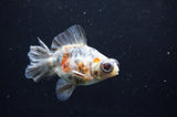 Butterfly  Calico 3.5 Inch (ID#328B8b-40) Free2Day SHIPPING