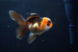 Juvenile Thai Oranda  Tricolor 3.5 Inch (ID#404T13b-62) Free2Day SHIPPING