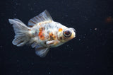 Butterfly  Calico 3.5 Inch (ID#328B8b-40) Free2Day SHIPPING