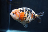 Milk Cow Ranchu  Calico 4.5 Inch (ID#1227R10c-87) Free2Day SHIPPING