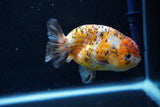 Ranchu  Calico 3.5 Inch (ID#1008R5c-79) Free2Day SHIPPING