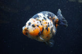 Jumbo Milk Cow Ranchu  Calico 4.5 Inch (ID#1224R9a-99)