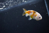 Baby Ranchu  Calico 2.5 Inch (ID#1112R9c-36) Free2Day SHIPPING