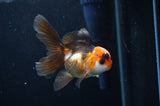 Juvenile Thai Oranda  Tricolor 3.5 Inch (ID#404T13b-62) Free2Day SHIPPING