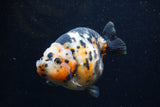 Jumbo Milk Cow Ranchu  Calico 4.5 Inch (ID#1224R9a-99)