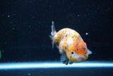 Ranchu  Calico 3.5 Inch (ID#1008R5c-79) Free2Day SHIPPING