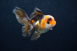 Juvenile Thai Oranda  Tricolor 3.5 Inch (ID#404T13b-62) Free2Day SHIPPING
