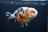 Milk Cow Ranchu  Calico 4.5 Inch (ID#1227R10c-87) Free2Day SHIPPING