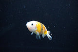 Baby Ranchu  Calico 2.5 Inch (ID#1112R9c-36) Free2Day SHIPPING