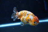 Ranchu  Calico 3.5 Inch (ID#1008R5c-79) Free2Day SHIPPING