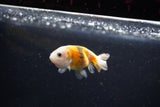 Baby Ranchu  Calico 2.5 Inch (ID#1112R9c-36) Free2Day SHIPPING